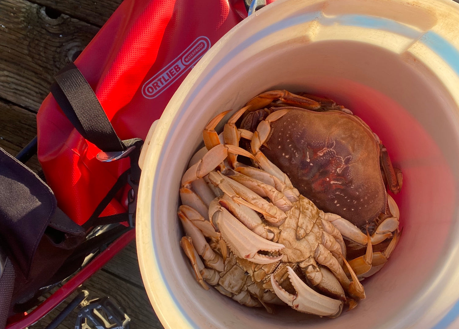 Picking up crab on an ebike with Ortlieb bags